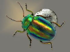 Klaus Bolte, Chrysolina fastuosa